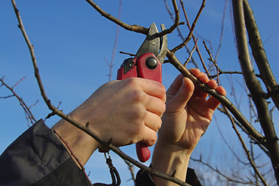 Tree Trimming/Pruning